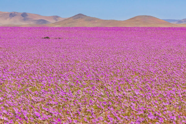 Tapete de flores recobrindo o Deserto do Atacama de tempos em tempos, sendo esse fenômeno conhecido como floração.