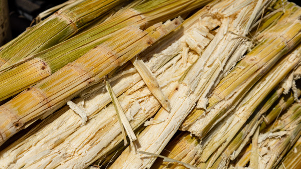 Cana-de-a&ccedil;&uacute;car, material usada na biomassa, uma das fontes renov&aacute;veis de energia e parte da matriz energ&eacute;tica brasileira.