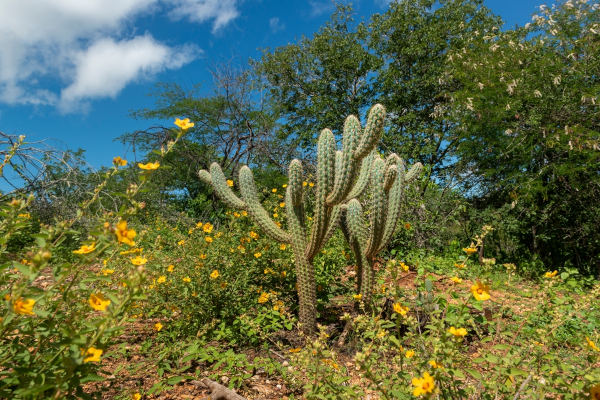 Cacto evidenciando a vegetação da Caatinga, que se difere da fauna.