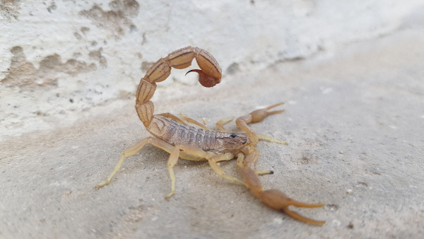 Escorpião-amarelo. 