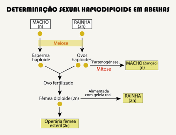 Esquema da determinação sexual haplodiploide, onde ocorre partenogênese, em abelhas. 