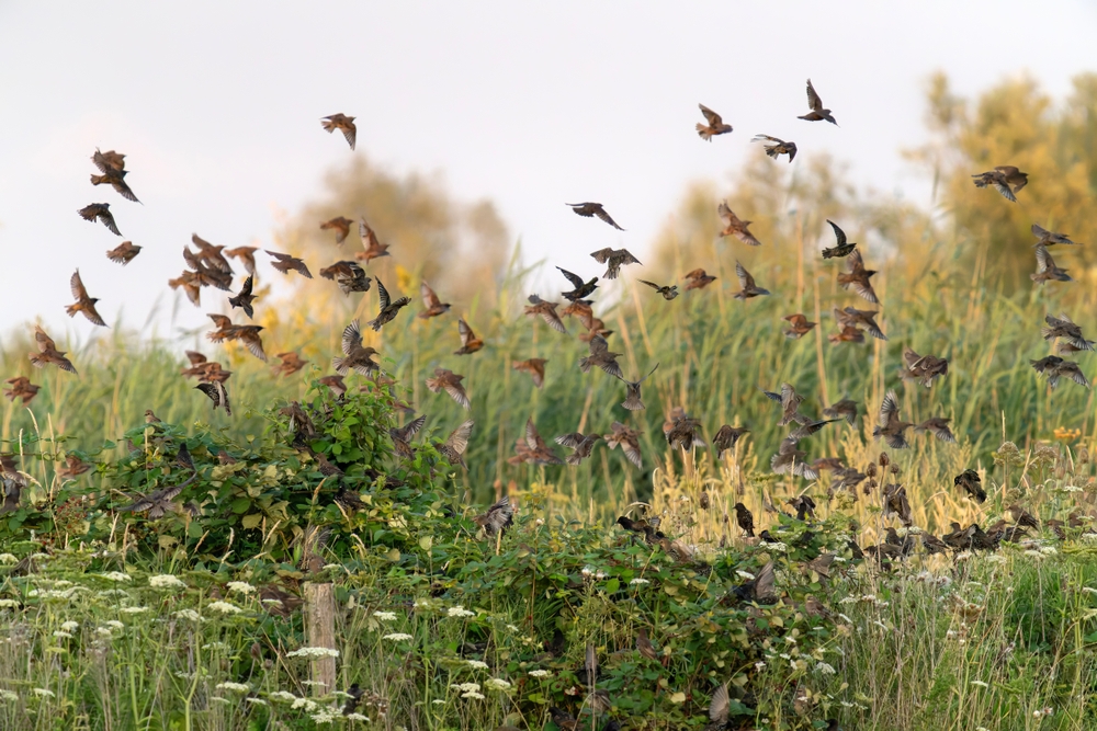 Aves