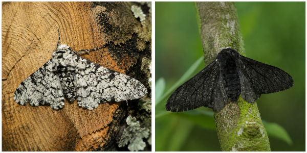 Mariposas Biston betularia com coloração diferente durante camuflagem.