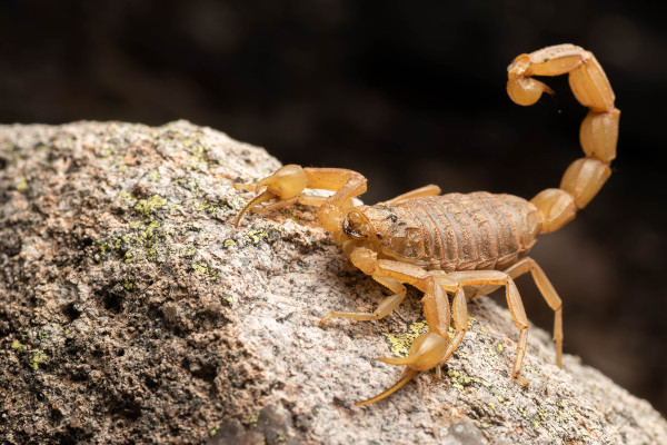 Escorpião-amarelo, um exemplo de animal que se reproduz por partenogênese.