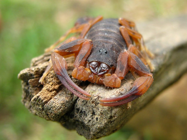 Escorpião-marrom.