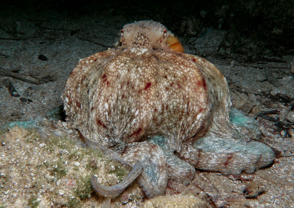 Polvo da cor do fundo do mar, exemplo de camuflagem em animais.