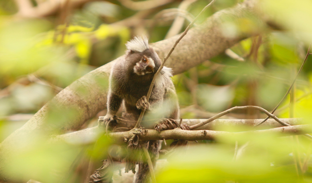 Sagui