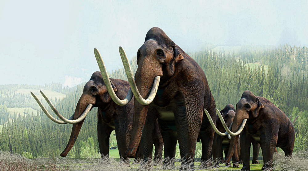 Mastodontes, animais do Plioceno. 