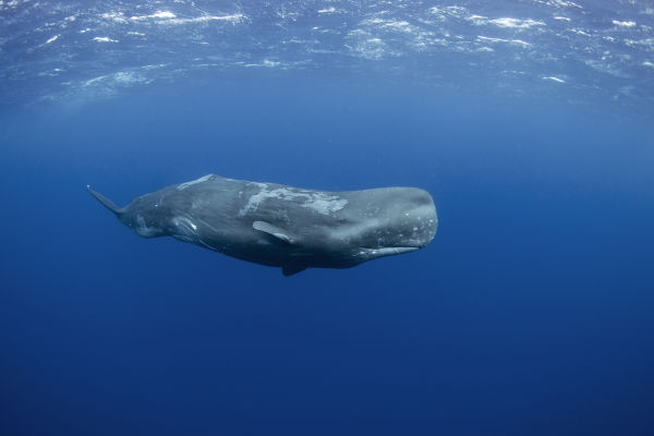 Cachalote (Physeter macrocephalus), um dos animais marinhos.