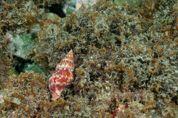 Caracol marinho (Euthria cornea), um dos animais marinhos.