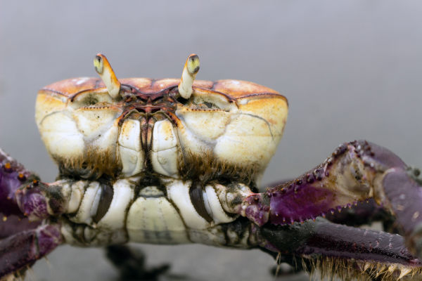 Caranguejo-uçá (Ucides cordatus), um dos animais marinhos.