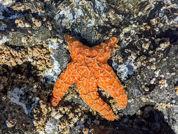 Estrela-do-mar (Pisaster), um dos animais marinhos.