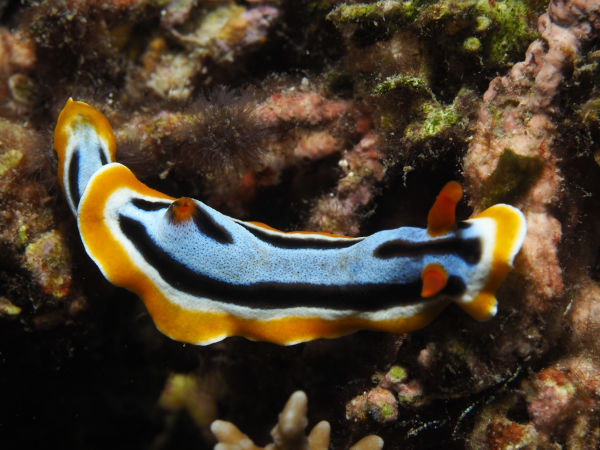 Lesma-do-mar (Chromodoris annae), um dos animais marinhos.