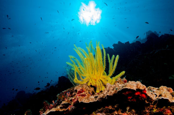 Lírio-do-mar (Oxycomanthus bennetti), um dos animais marinhos.