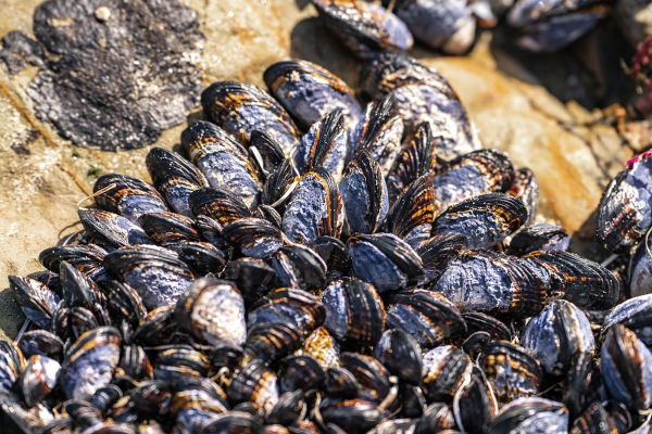 Mexilhão (Mytilus Edulis), um dos animais marinhos.