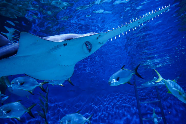 Peixe-serra (Pristis pristis), um dos animais marinhos.