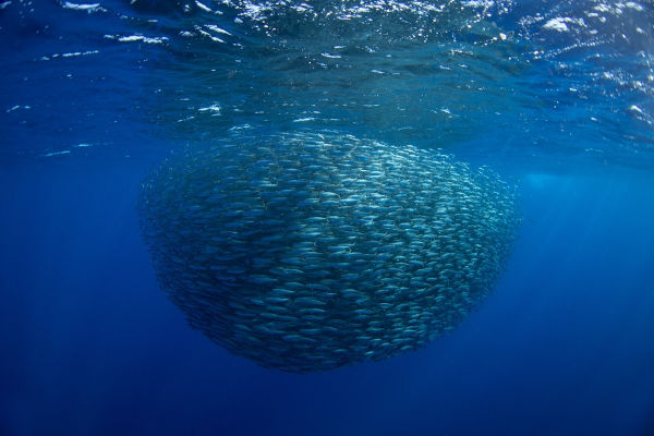 Sardinhas (Sardinops sagax), um dos animais marinhos.