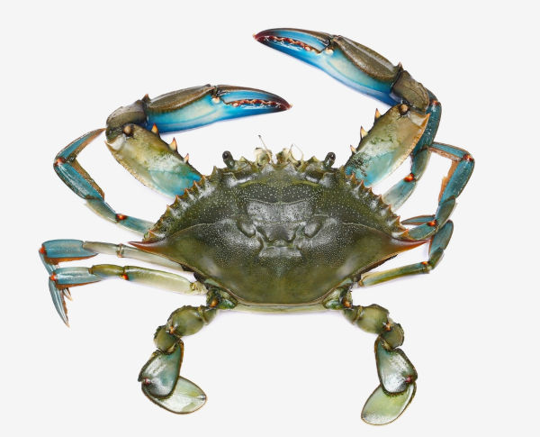 Siri-azul (Callinectes sapidus), um dos animais marinhos.