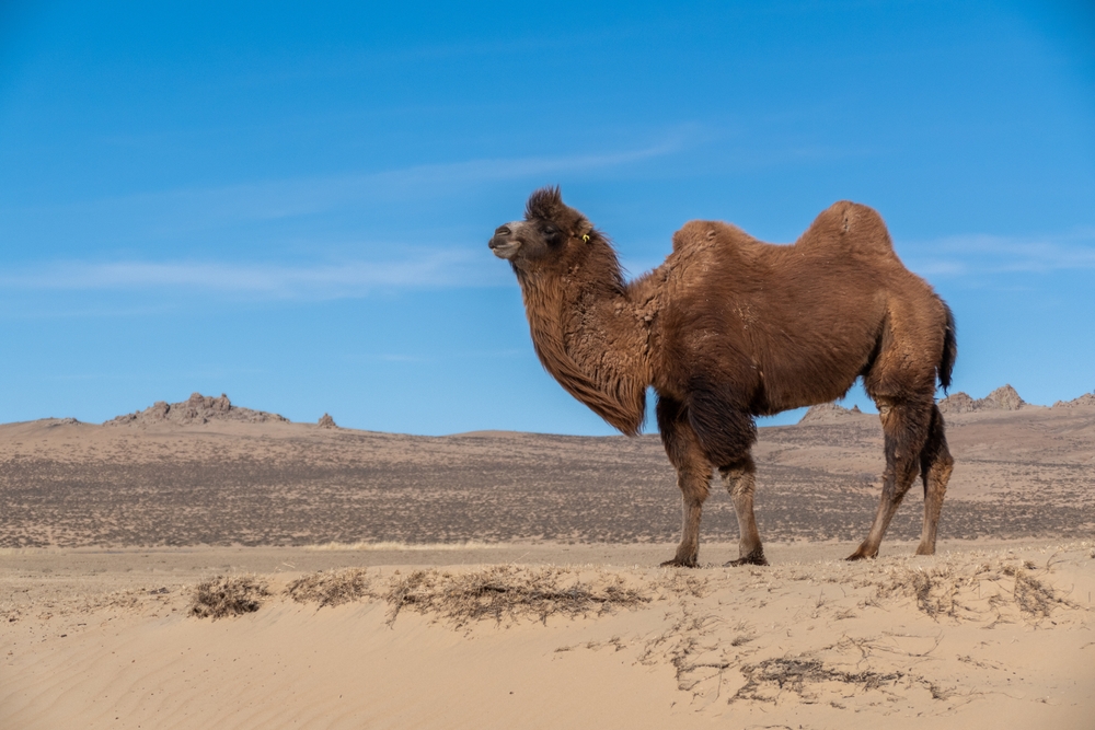 Camelo selvagem, animal da fauna do Deserto de Gobi.