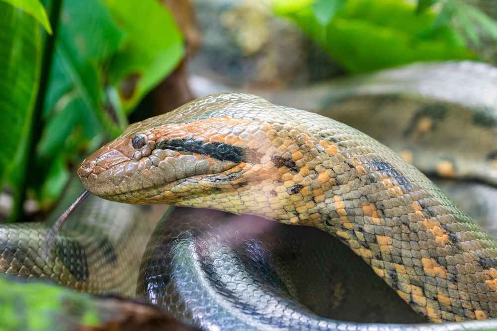 Sucuri (Eunectes murinus), um animal encontrado na Amazônia.