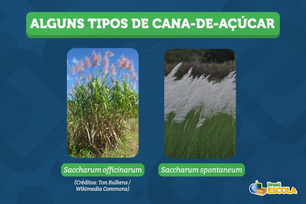 Alguns tipos de cana-de-açúcar.