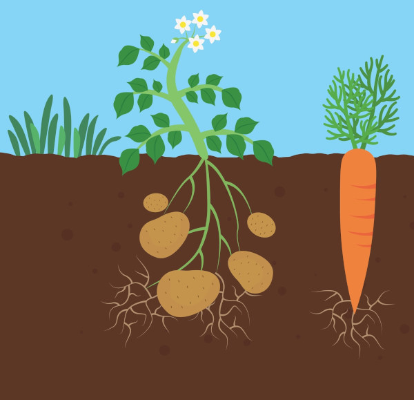 Ilustração de um pé de batata inglesa, um tubérculo, e de um pé de cenoura, uma raiz tuberosa.