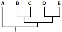 Opção E de cladograma que mostra relacionamento evolutivo