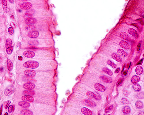 Fotografia microscópica de um tecido epitelial.