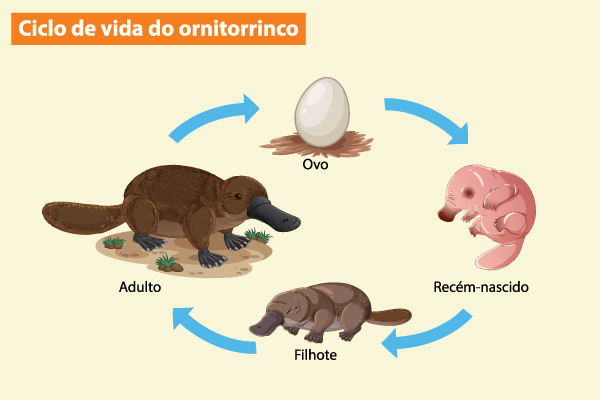 Ciclo de vida do ornitorrinco.