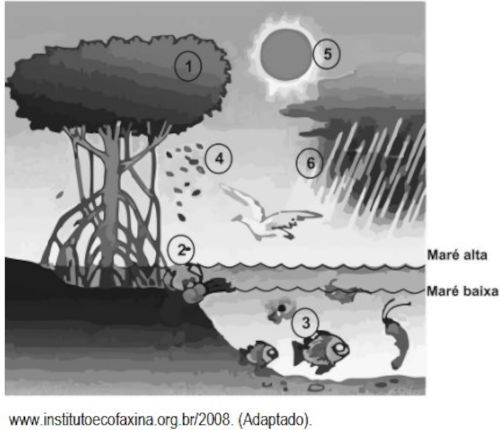 Ilustração do ecossistema do manguezal em exercício da Uema sobre mangue.