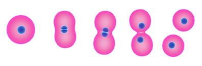 Imagem demonstrando como ocorre a divisão binária em bactérias
