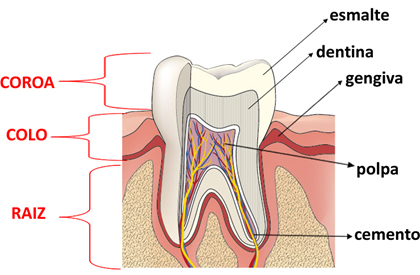 Anatomia do dente