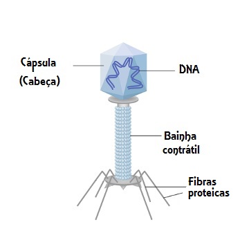 Analise as características de um vírus bacteriófago