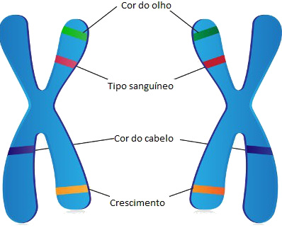 Observe que nos cromossomos homólogos existem alelos para uma mesma característica ocupando o mesmo loco