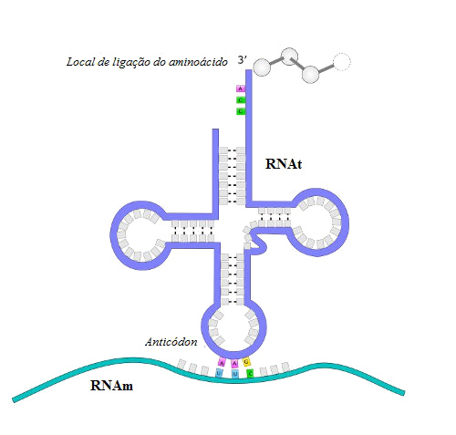 Observe o RNAm e o RNAt em um processo de síntese de proteínas