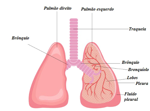 Observe as estruturas básicas presentes no pulmão