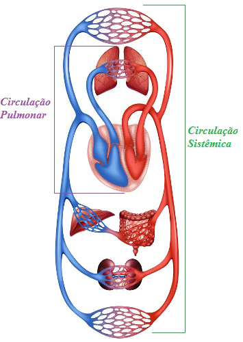 Na circulação sistêmica, o sangue segue para o corpo e retorna ao coração. Já na pulmonar, o sangue segue em direção ao pulmão e retorna ao coração.