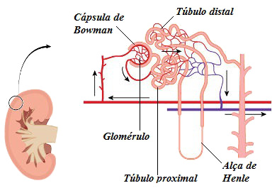Observe a estrutura do néfron, a unidade funcional dos rins