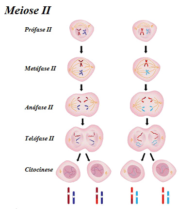 Resultado de imagen de etapas da meiose