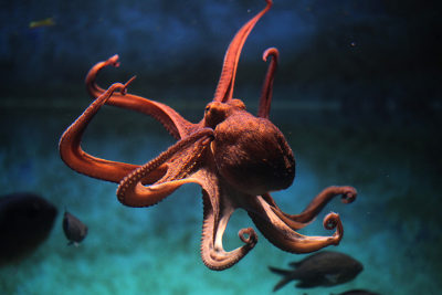 Os cefalópodes possuem tentáculos em suas cabeças