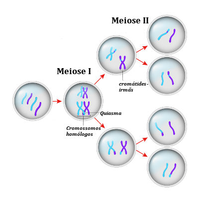 Observe uma representação do processo de meiose