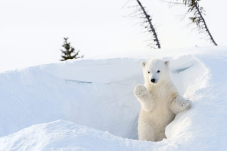 Os filhotes do urso-polar nascem em tocas