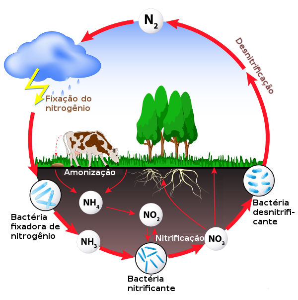 Ecologia, PDF, Nitrogênio