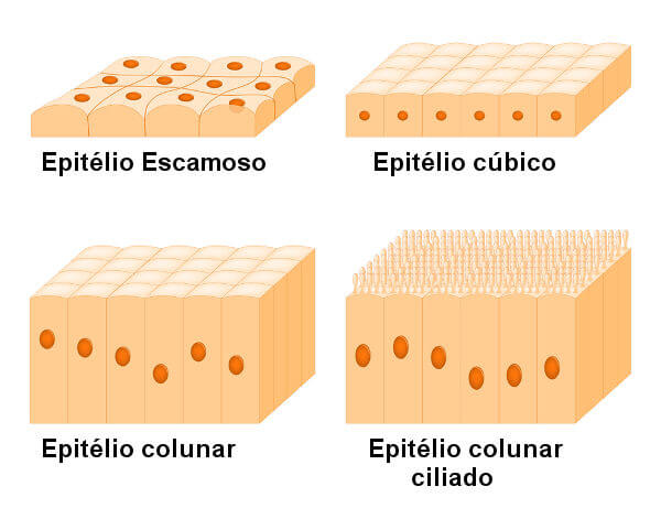 Formatos de tecidos epiteliais.