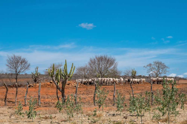 Gado pastando na caatinga.