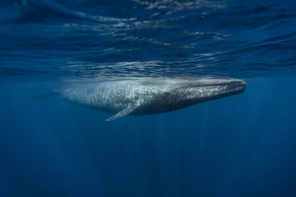 A baleia-azul está incluída na subordem Musticeti, sendo, portanto, considerada uma baleia-verdadeira.