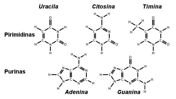 Bases nitrogenadaspresentes nos ácidos nucleicos.