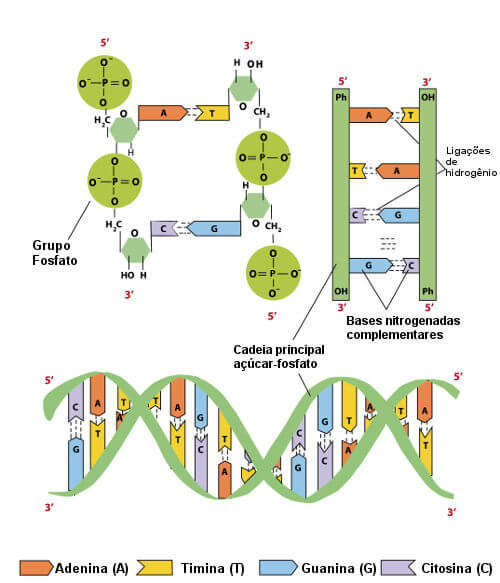  Estrutura do DNA