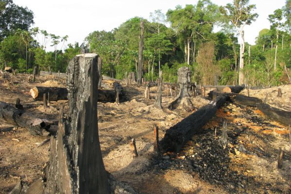 Desmatamento na Amazônia.