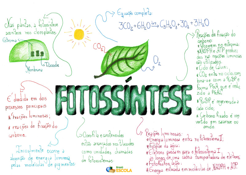 Fotossíntese Resumo Etapas Equação Mapa Mental Brasil Escola 4892